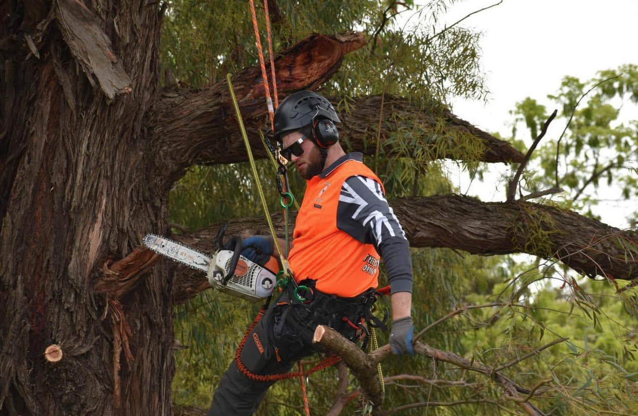 Bryton carrying out controlled tree work from climbing ropes