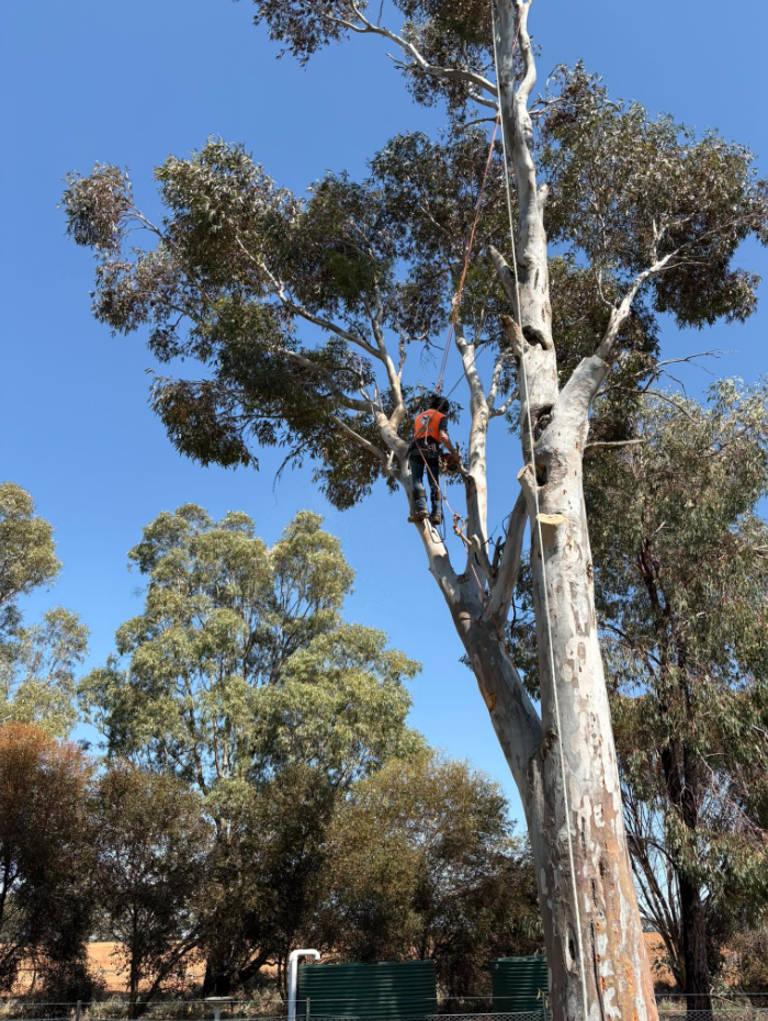 Bryton climbing and working in a tall eucalyptus tree