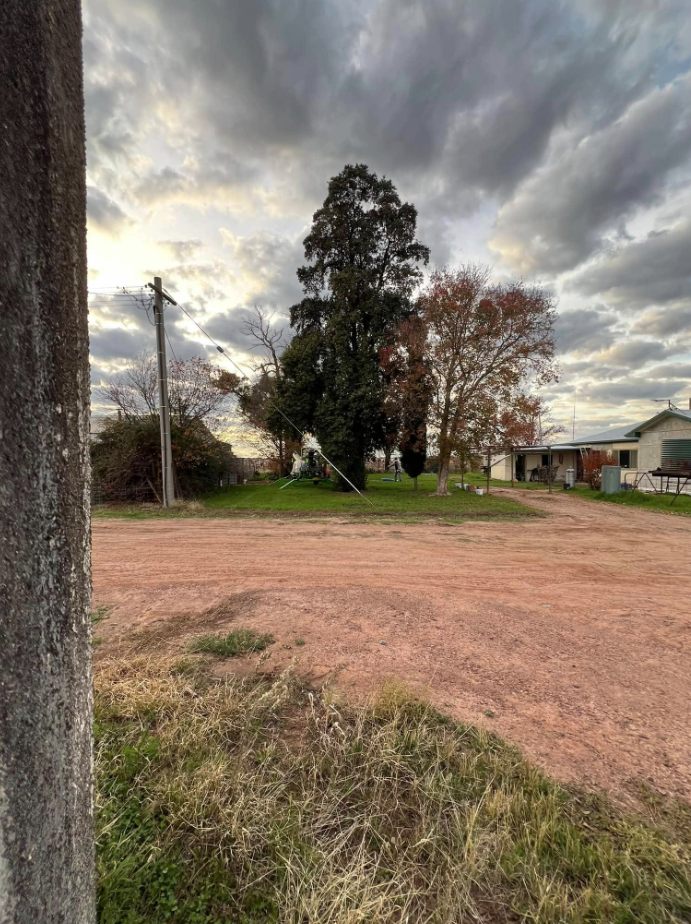 Large tree before removal from an open property