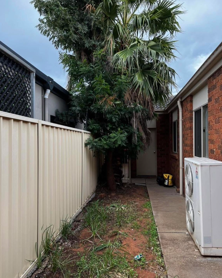 Trees growing in a narrow side access before removal
